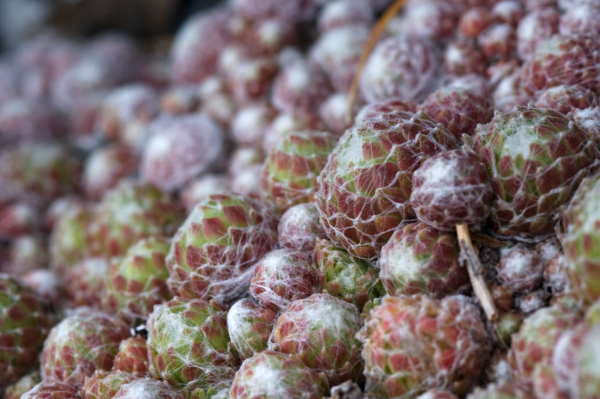 Sempervivum arachnoideum