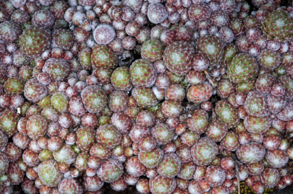 Sempervivum arachnoideum – Image 7