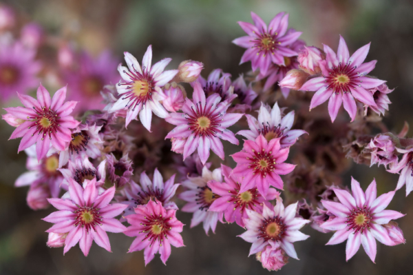 Sempervivum arachnoideum – Image 5