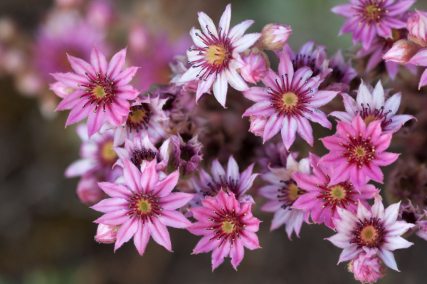 Sempervivum arachnoideum – Image 4