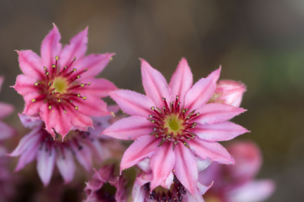 Sempervivum arachnoideum – Image 2