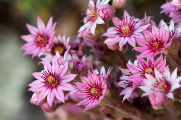 Sempervivum arachnoideum – Image 3