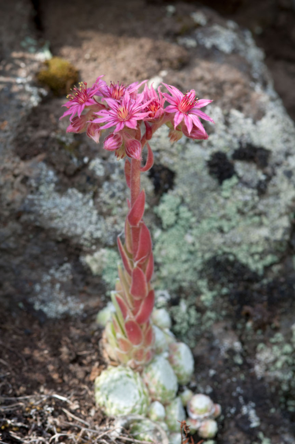 Sempervivum arachnoideum – Image 6