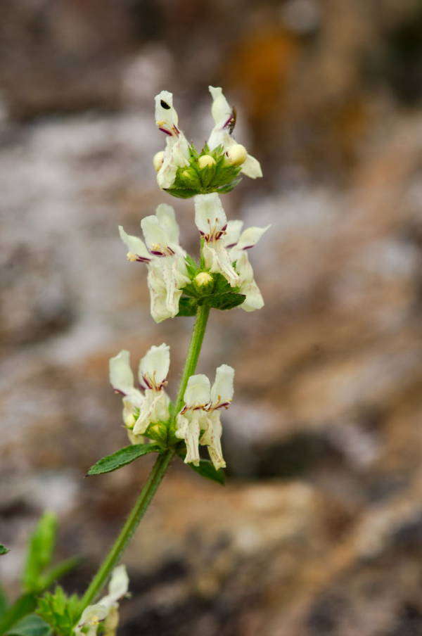 Stachys recta – Image 2