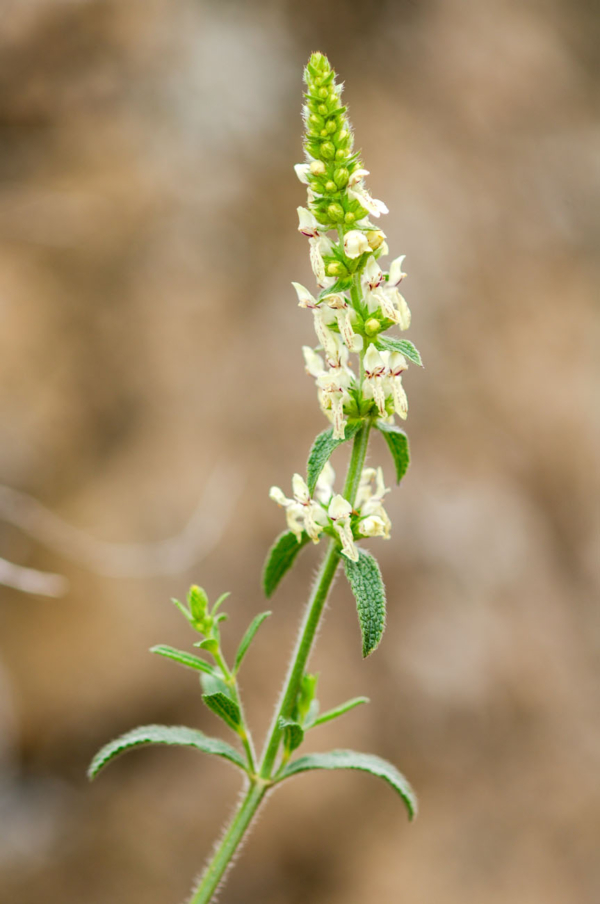 Stachys recta – Image 3