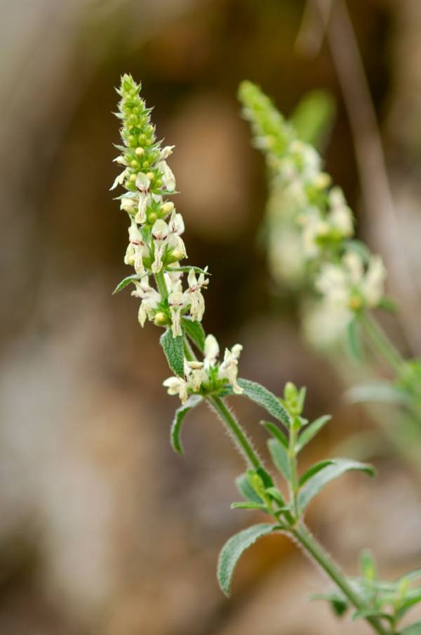 Stachys recta