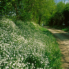 Stellaria holostea – Image 2