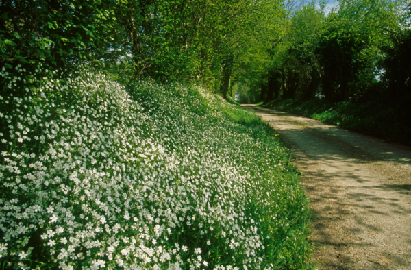 Stellaria holostea – Image 2