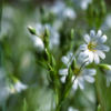 Stellaria holostea – Image 4