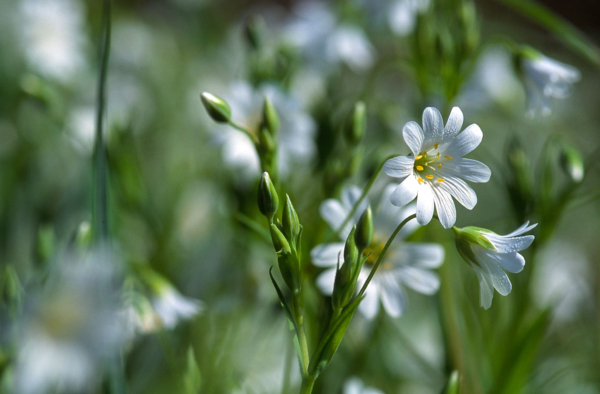 Stellaria holostea – Image 4