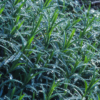 Stellaria holostea – Image 5