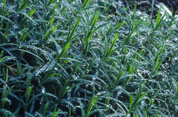 Stellaria holostea – Image 5