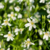 Stellaria holostea