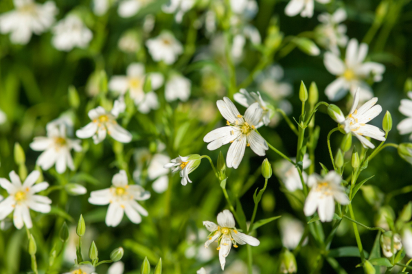 Stellaria holostea