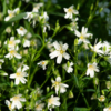 Stellaria holostea – Image 3
