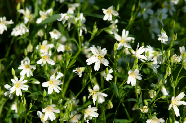 Stellaria holostea – Image 3