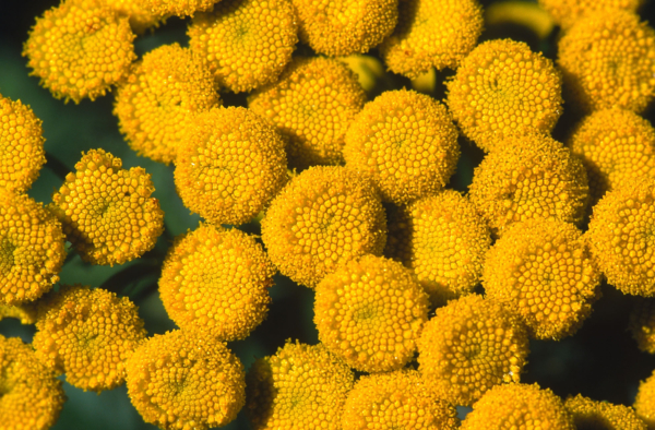 Tanacetum vulgare