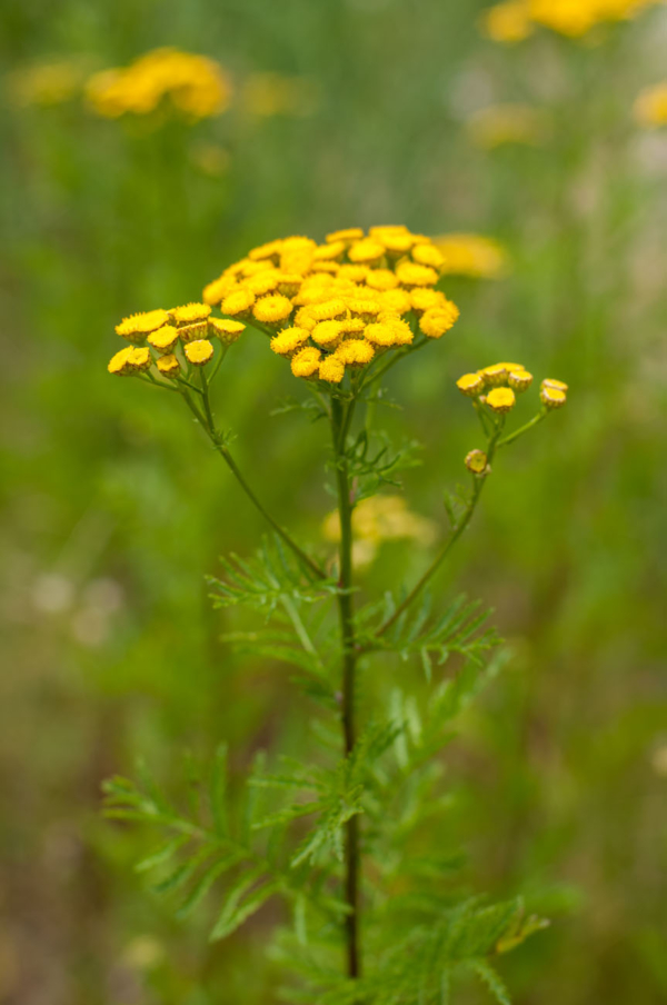 Tanacetum vulgare – Image 2