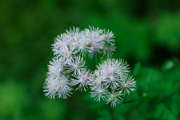 Thalictrum aquilegiifolium – Image 6