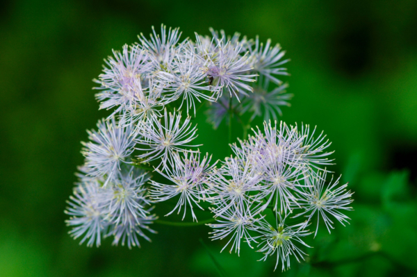 Thalictrum aquilegiifolium