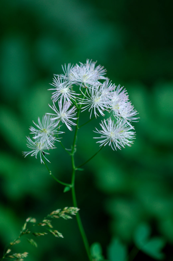 Thalictrum aquilegiifolium – Image 3