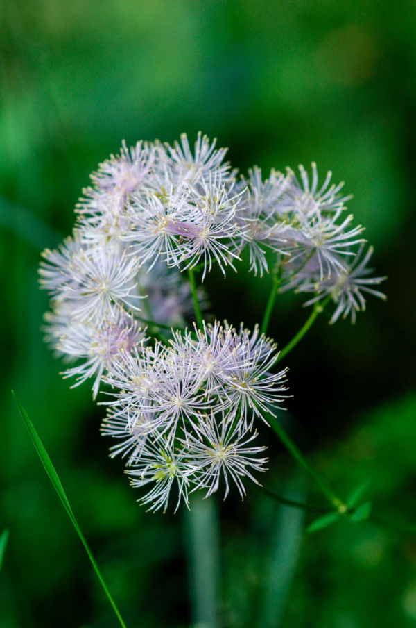 Thalictrum aquilegiifolium – Image 5