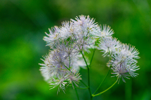 Thalictrum aquilegiifolium – Image 2