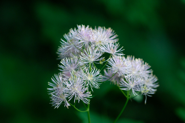 Thalictrum aquilegiifolium – Image 4