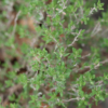 Thymus vulgaris / Thym commun, Farigoule – Image 8