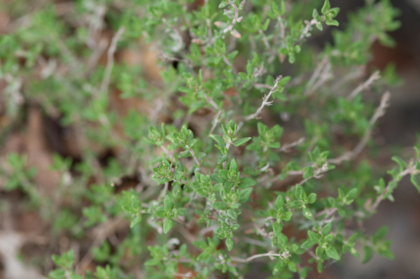 Thymus vulgaris – Image 8