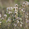 Thymus vulgaris / Thym commun, Farigoule – Image 7