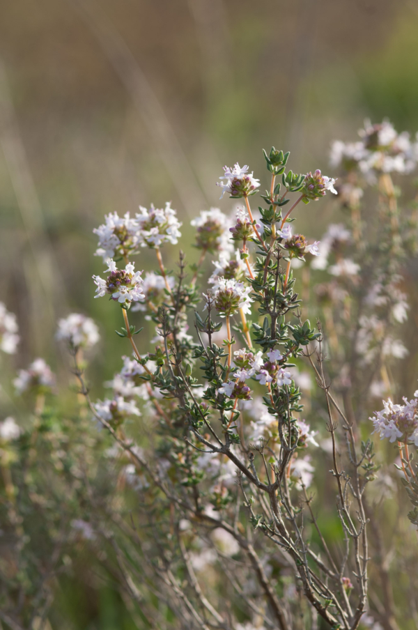 Thymus vulgaris – Image 7