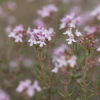 Thymus vulgaris / Thym commun, Farigoule – Image 6