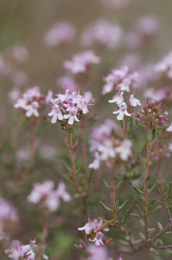 Thymus vulgaris – Image 6