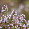 Thymus vulgaris / Thym commun, Farigoule – Image 5