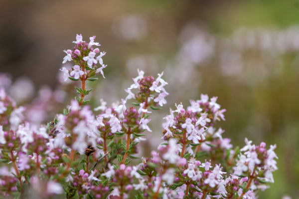 Thymus vulgaris – Image 5