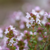 Thymus vulgaris / Thym commun, Farigoule