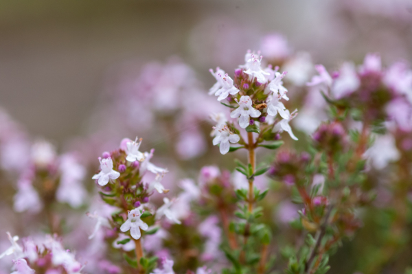 Thymus vulgaris