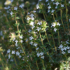 Thymus vulgaris / Thym commun, Farigoule – Image 4