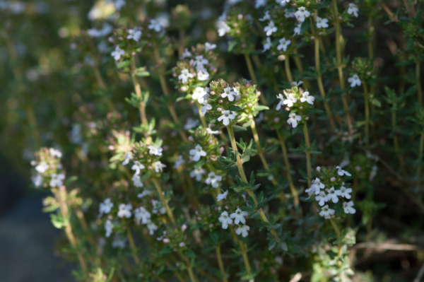 Thymus vulgaris – Image 4