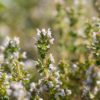 Thymus vulgaris / Thym commun, Farigoule – Image 3