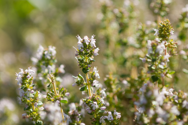 Thymus vulgaris – Image 3