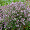 Thymus vulgaris / Thym commun, Farigoule – Image 2