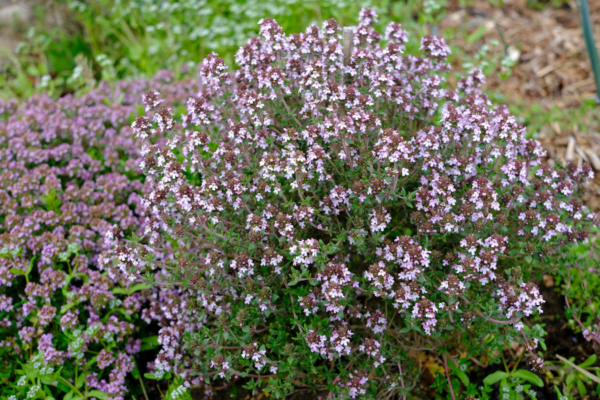 Thymus vulgaris – Image 2