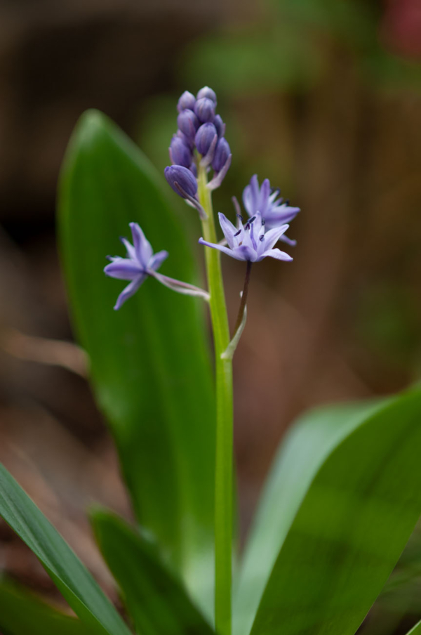 Tractema lilio-hyacinthus – Image 2