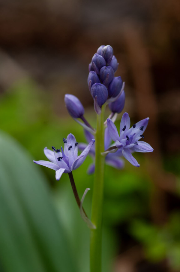 Tractema lilio-hyacinthus – Image 4