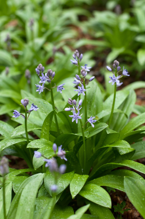 Tractema lilio-hyacinthus