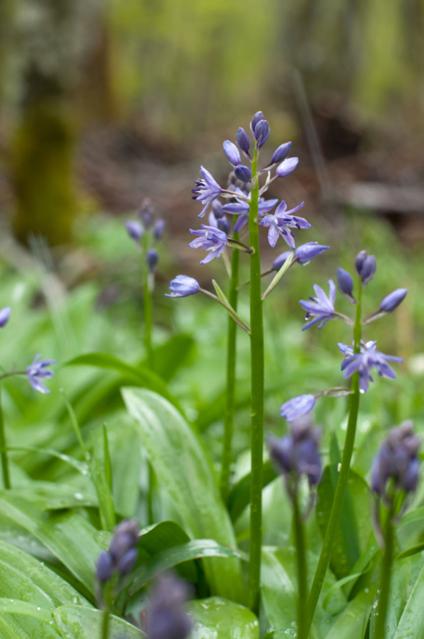 Tractema lilio-hyacinthus – Image 3