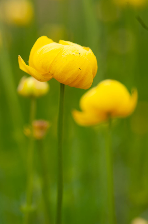 Trollius europaeus – Image 3