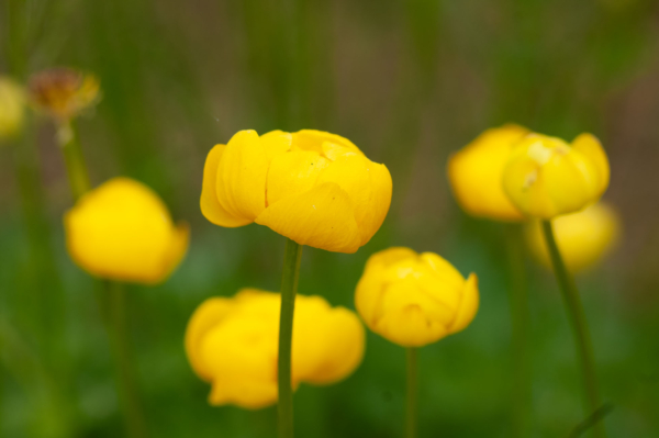 Trollius europaeus